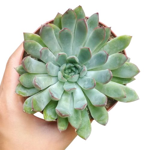 ECHEVERIAPULIDONISSUCCULENT