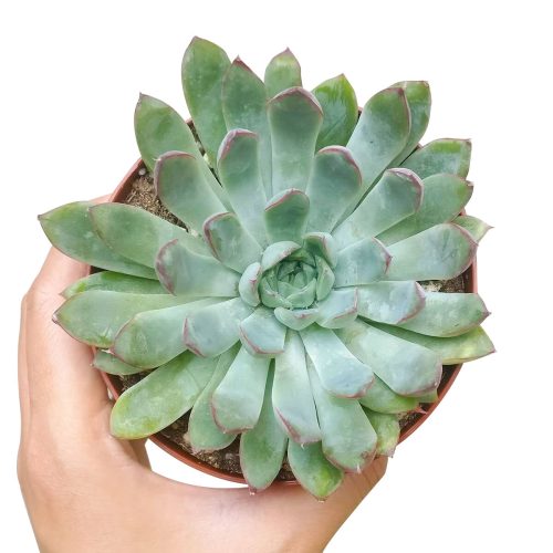 ECHEVERIAPULIDONISSUCCULENT1