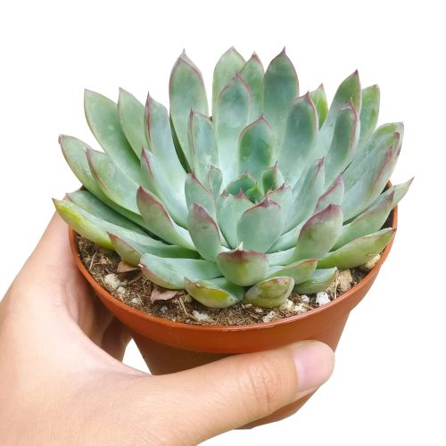 Echeveria Pulidonis, succulents store in CA, indoor succulents, succulent plant, Succulents shop near me, succulents shop in California, Rare succulents, succulent care tips, monthly succulents, Echeveria Pulidonis in California, How to grow Echeveria Pulidonis, Echeveria for thanksgiving, How to care echeveria succulents for thanksgiving, echeveria, echeveria succulent, echeveria types, succulent echeveria, buy succulents online, succulent shop, succulent store, echeveria plant, indoor succulents