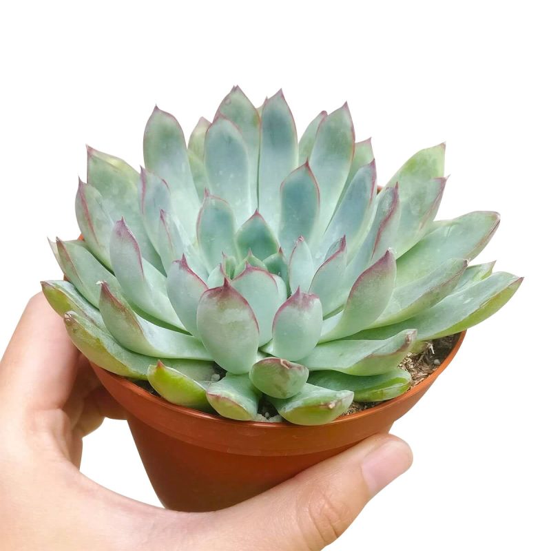 ECHEVERIAPULIDONISSUCCULENT3