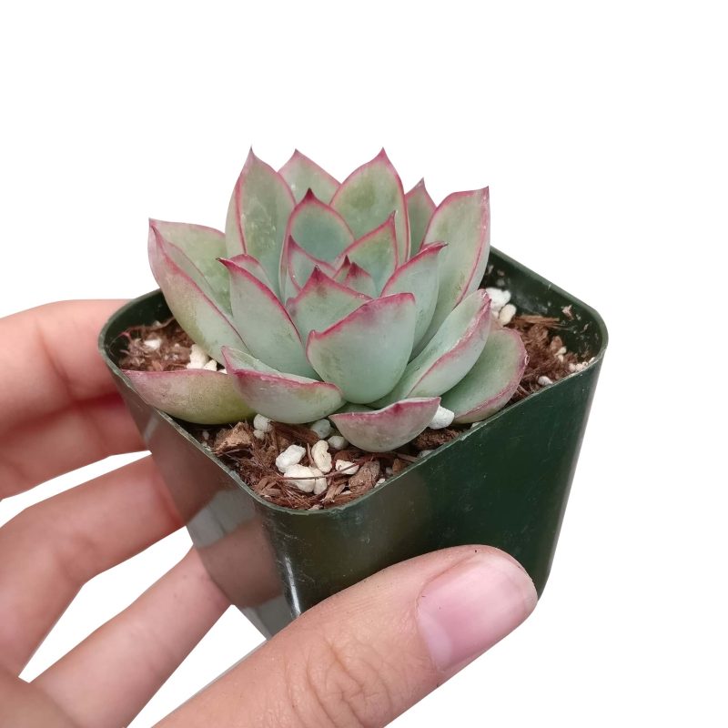 ECHEVERIAPULIDONISSUCCULENT4