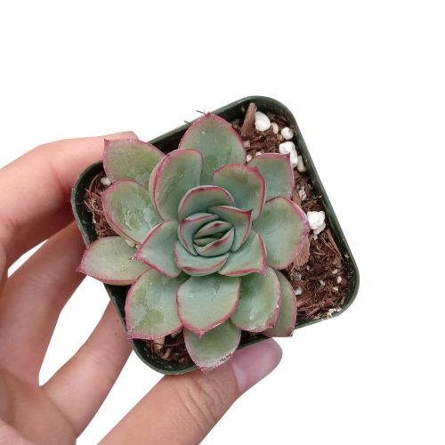 ECHEVERIAPULIDONISSUCCULENT5