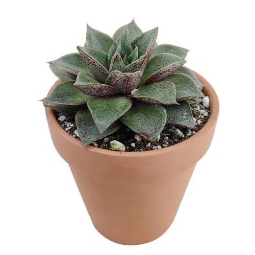 Echeveria Purpusorum for sale, succulent care tips, succulents shop in California, succulent plant, succulent subscription, indoor succulents, Rare succulents, monthly succulents, Succulents, Echeveria Purpusorum in California, How to grow Echeveria Purpusorum, Echeveria for thanksgiving, How to care echeveria succulents for thanksgiving, echeveria, echeveria succulent, echeveria types, succulent echeveria, buy succulents online, succulent shop, succulent store, echeveria plant,  indoor succulents