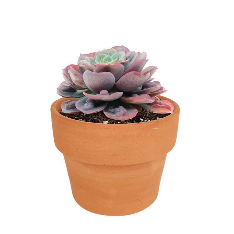 Echeveria Raindrops Succulent in California, How to grow Echeveria Raindrops Succulent, Thanksgiving succulents gift, Easter succulents idea, echeveria, echeveria succulent, echeveria types, succulent echeveria, buy succulents online, succulent shop, succulent store, echeveria plant, indoor succulents