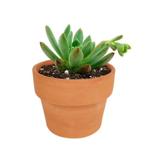 Echeveria blue elf for sale, succulents store in CA, succulents garden, succulents shop, succulent subscription, how to grow succulents, succulent care, Echeveria Sedeveria Blue Elf in California