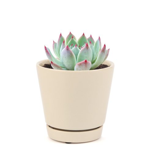 ECHEVERIATIPPYPINKSUCCULENT2