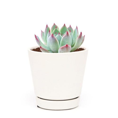 How to grow Echeveria Tippy Pink Succulent, Echeveria for thanksgiving, How to care echeveria succulents for thanksgiving, echeveria, echeveria succulent, echeveria types, succulent echeveria, buy succulents online, succulent shop, succulent store, echeveria plant, indoor succulents