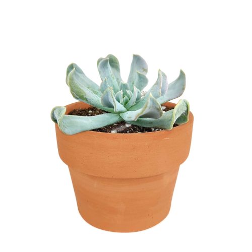 Echeveria Topsy Turvy in California, How to grow Echeveria Topsy Turvy, Thanksgiving succulents gift, Easter succulents idea, Growing succulents for thanksgiving, echeveria, echeveria succulent, echeveria types, succulent echeveria, buy succulents online, succulent shop, succulent store, echeveria plant, indoor succulents