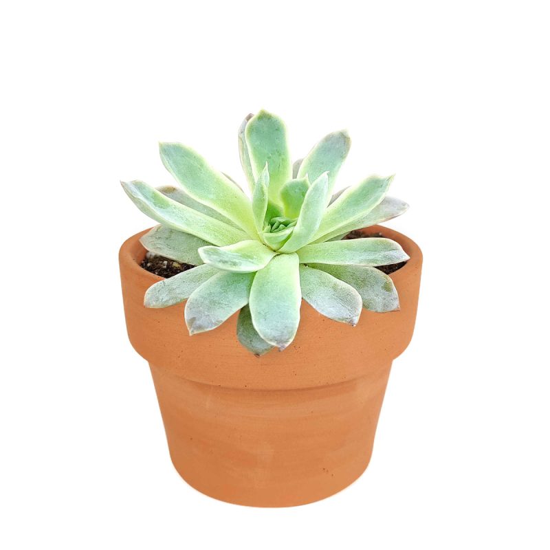 How to grow Echeveria violet queen, How to care echeveria succulents for thanksgiving, Easter echeveria gift, echeveria, echeveria succulent, echeveria types, succulent echeveria, buy succulents online, succulent shop, succulent store, echeveria plant, indoor succulents