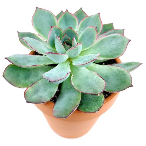 ECHEVERIA ESTHER