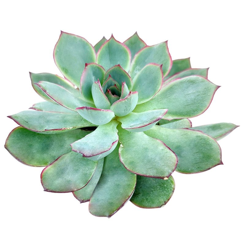 Echeveria Esther, succulent subscription, monthly succulents, succulents store in CA, succulent plant, indoor succulents, succulents shop in California, succulent care guide, succulent care, Echeveria Esther in California, How to grow Echeveria Esther, Echeveria for thanksgiving, How to care echeveria succulents for thanksgiving, echeveria, echeveria succulent, echeveria types, succulent echeveria, buy succulents online, succulent shop, succulent store, echeveria plant,  indoor succulents