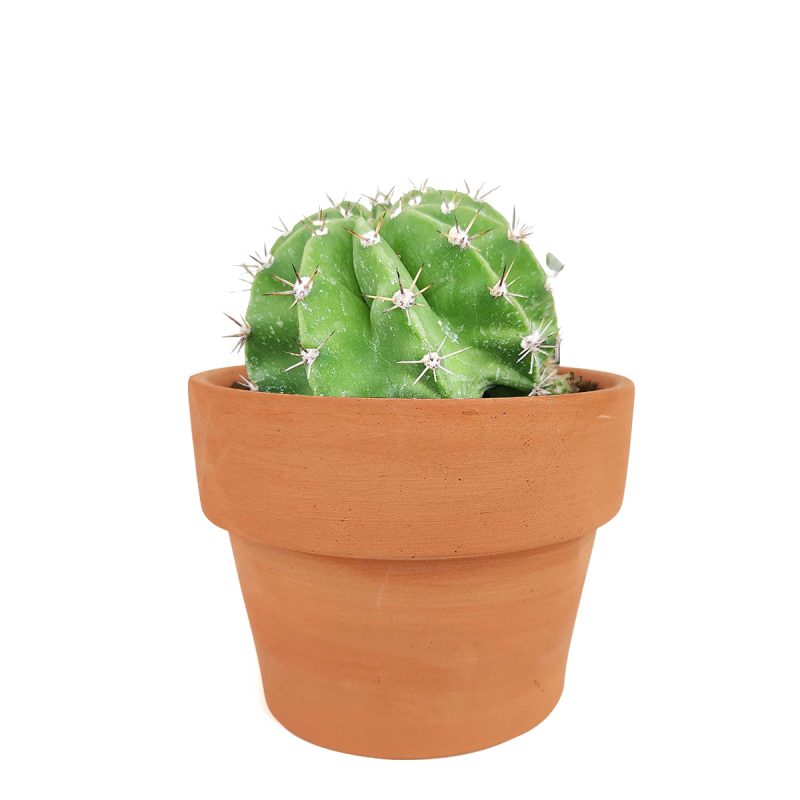 cactus and succulents, succulents box, succulent shop, buy succulents online, buy Easter Lily Cactus online