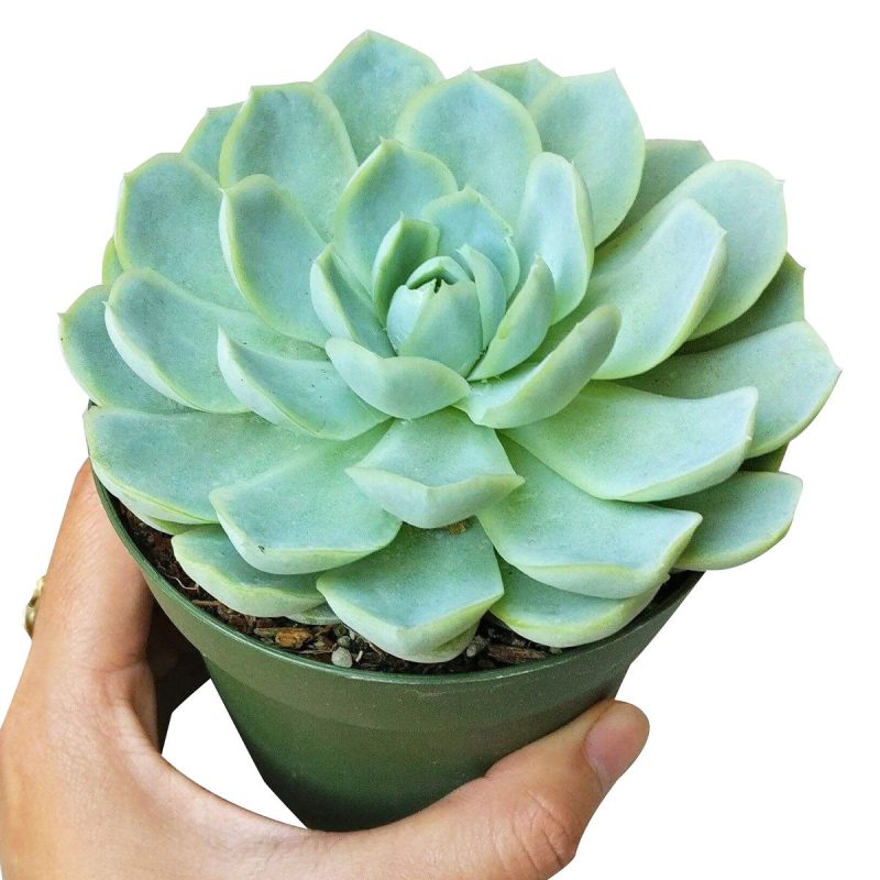 Echeveria Elegans for sale, succulent care guide, monthly succulents, Rare succulents, succulents store in CA, succulent care, succulents garden, Succulents shop near me, Echeveria Elegans in California, How to grow Echeveria Elegans, How to care echeveria succulents for thanksgiving, echeveria gift, Echeveria gift for thanksgiving, echeveria, echeveria succulent, echeveria types, succulent echeveria, buy succulents online, succulent shop, succulent store, echeveria plant, indoor succulents