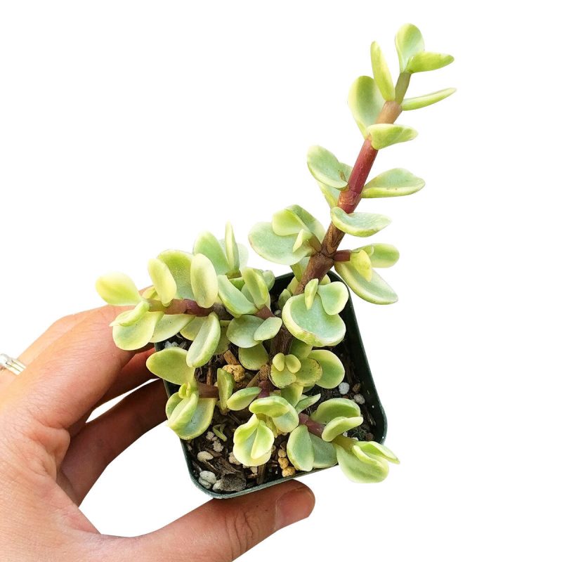 Variegated Elephant Bush, indoor succulents, succulents shop in California, monthly succulents, succulent care guide, succulent care tips, cactus, succulents store in CA, succulent plant, Variegated Elephant Bush in California, How to grow Variegated Elephant Bush, dwarf jade plant, jade plant for sale, lucky plant for sale, money tree for sale