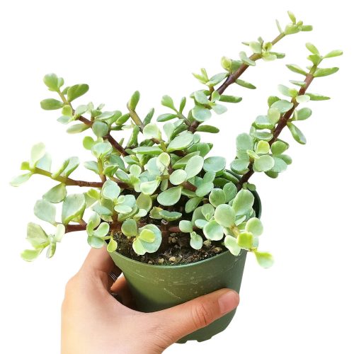 Variegated Elephant Bush, indoor succulents, succulents shop in California, monthly succulents, succulent care guide, succulent care tips, cactus, succulents store in CA, succulent plant, Variegated Elephant Bush in California, How to grow Variegated Elephant Bush, dwarf jade plant, jade plant for sale, lucky plant for sale, money tree for sale