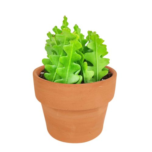 Fishbone Cactus, cactus, cactus succulent, succulent cactus, cacti, cactus and succulents, succulents box, succulent shop, buy succulents online, ric rac cactus, how to care for fishbone cactus