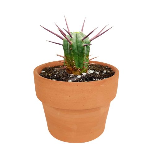 Euphorbia Enopla in California, How to grow Euphorbia Enopla, Pincushion Euphorbia, cactus, cactus succulent, succulent cactus, cacti, cactus and succulents, succulents box, succulent shop, buy succulents online