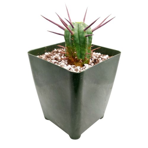 EUPHORBIAENOPLA PINCUSHIONEUPHORBIA3inch 7