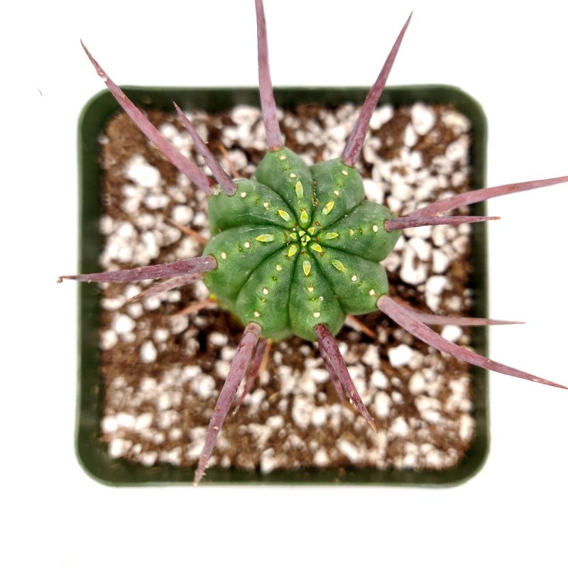 EUPHORBIAENOPLA PINCUSHIONEUPHORBIA3inch 8