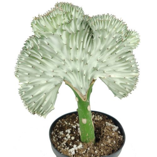 EUPHORBIALACTEACRISTATACORALCACTUS 1