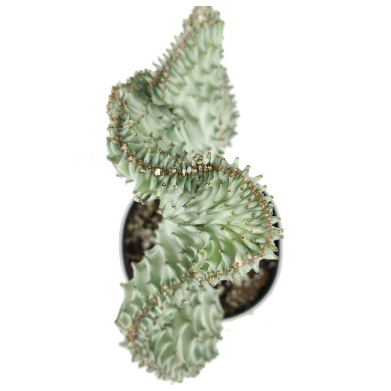 EUPHORBIALACTEACRISTATACORALCACTUS 2