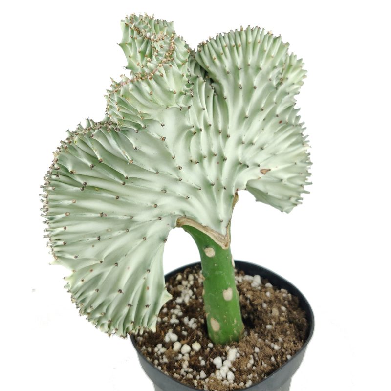 EUPHORBIALACTEACRISTATACORALCACTUS 5