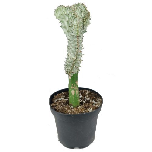 EUPHORBIALACTEACRISTATACORALCACTUS 6