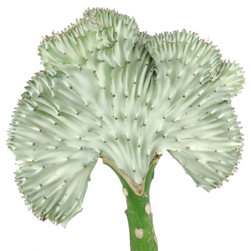 EUPHORBIALACTEACRISTATACORALCACTUS avatar