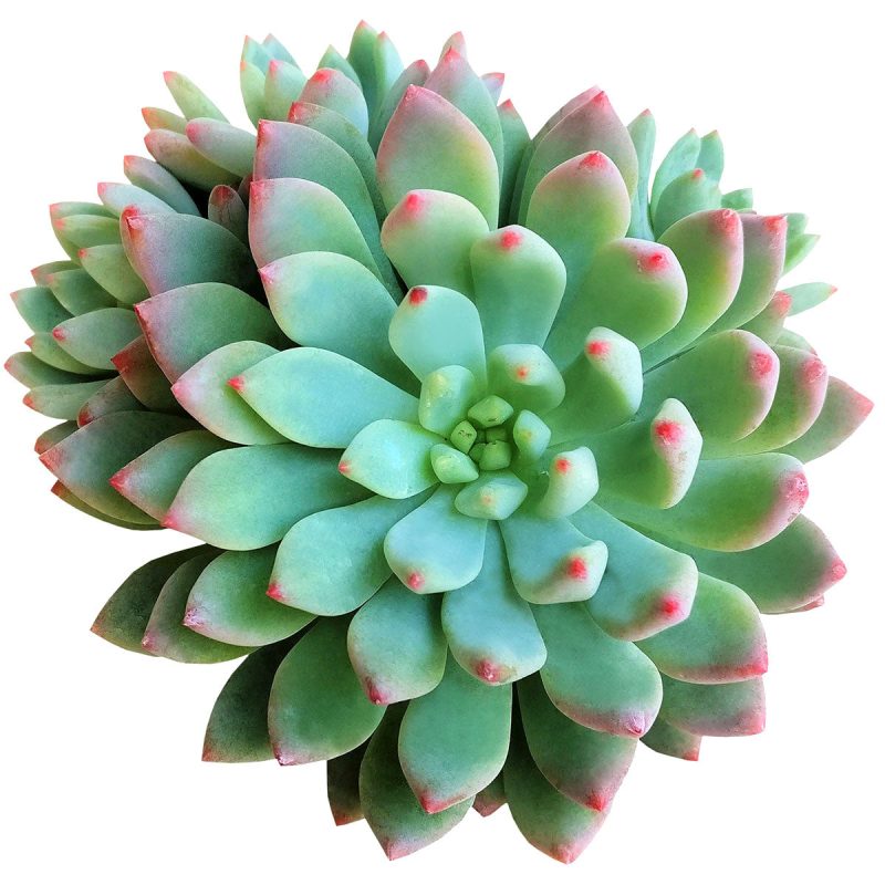 Echeveria Blue Elf 4.39.14 CH