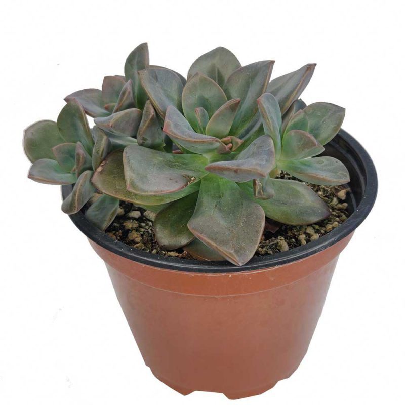 Echeveria Chroma 2 22766664 6c5a 4afb 8fb1 ffab53d2803b