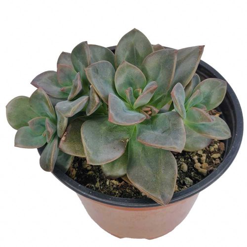 Echeveria Chroma Succulent, succulent care, Rare succulents, Succulents shop near me, succulents garden, Succulents, succulent subscription, succulents shop in California, Echeveria Chroma Succulent in California, How to grow Echeveria Chroma Succulent, Echeveria for thanksgiving, How to care echeveria succulents for thanksgiving, echeveria, echeveria succulent, echeveria types, succulent echeveria, buy succulents online, succulent shop, succulent store, echeveria plant, indoor succulents