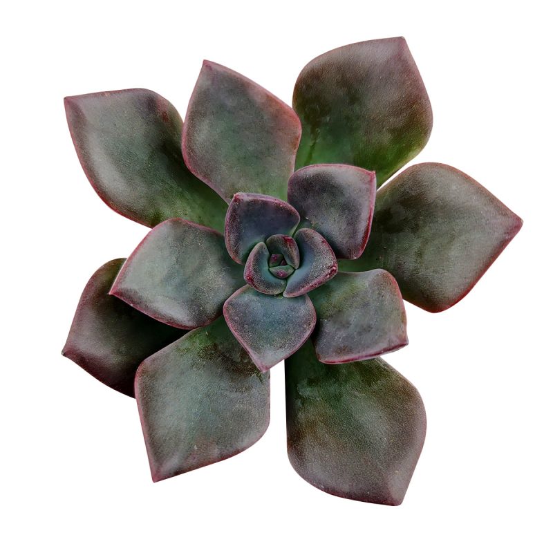 Echeveria Dark Moon 2 inch, Echeveria Dark Moon 2 inch for sale, Echeveria Dark Moon 2 inch in CA, rosette succulent, rosette echeveria