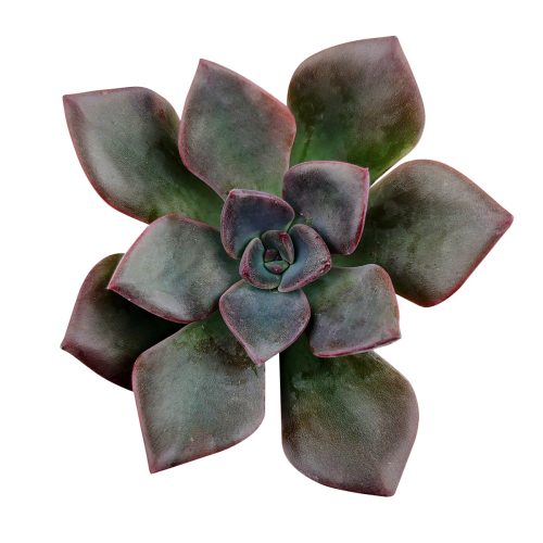 Echeveria Dark Moon 1