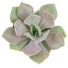 Echeveria Lolita for sale, how to grow succulents, succulents garden, Succulents shop near me, Rare succulents, succulent care, Succulents, succulents store in CA, Echeveria Compressicaulis Succulent in California, How to grow Echeveria Lolita Succulent, Echeveria for thanksgiving, echeveria, echeveria succulent, echeveria types, succulent echeveria, buy succulents online, succulent shop, succulent store, echeveria plant, indoor succulents