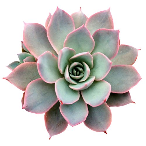 Echeveria Subsessilis Succulent, Rare succulents, succulents store in CA, Succulents, how to grow succulents, cactus, succulent care, Echeveria Subsessilis Succulent in California, How to grow Echeveria Subsessilis Succulent, Echeveria for thanksgiving, How to care echeveria succulents for thanksgiving, Easter echeveria gift, echeveria, echeveria succulent, echeveria types, succulent echeveria, buy succulents online, succulent shop, succulent store, echeveria plant, indoor succulents