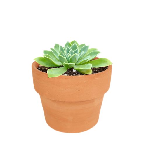 Succulents for thanksgiving, Thanksgiving succulents gift, Easter succulents idea,echeveria, echeveria succulent, echeveria types, succulent echeveria, buy succulents online, succulent shop, succulent store, echeveria plant, indoor succulents.