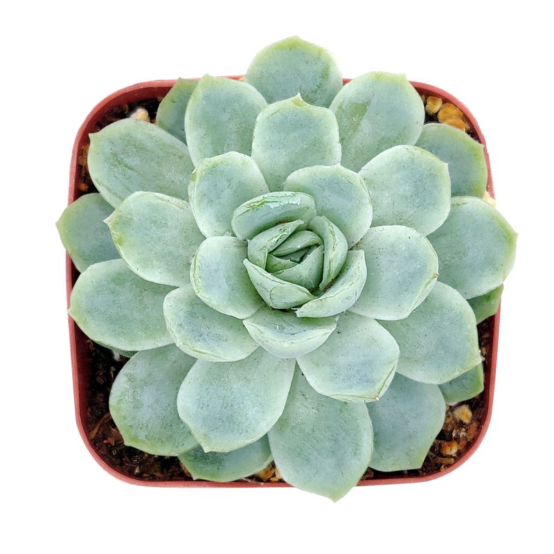 Elegans succulent, succulents store in CA, succulents shop in California, Succulents shop near me, Rare succulents, indoor succulents, monthly succulents, Succulents, succulents garden, Elegans succulent in California, How to grow Elegans succulent, Easter echeveria gift, Echeveria gift for thanksgiving, Easter eggs echeveria, echeveria, echeveria succulent, echeveria types, succulent echeveria, buy succulents online, succulent shop, succulent store, echeveria plant, indoor succulents