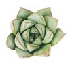 Echeveria Glory, Echeveria Glory succulent, Echeveria Glory care, Echeveria Glory for sale, Echeveria Glory care guide, how to care for Echeveria Glory, rosette succulents, Echeveria Glory rosette, Echeveria Glory rosette succulent