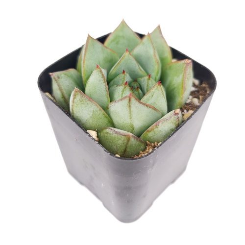 Echeveria Glory, Echeveria Glory succulent, Echeveria Glory care, Echeveria Glory for sale, Echeveria Glory care guide, how to care for Echeveria Glory, rosette succulents, Echeveria Glory rosette, Echeveria Glory rosette succulent