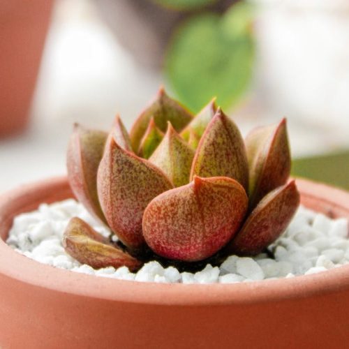 EcheveriaPurpusorumRoseA BergerSucculent