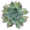 Echeveria Apus Succulent for sale, succulent subscription, how to grow succulents, Succulents shop near me, succulent care tips, succulents shop in California, Succulents, cactus, indoor succulents, Echeveria Apus Succulent in California, How to grow Echeveria Apus Succulent, Succulents for thanksgiving, Thanksgiving succulents gift, indoor succulents, echeveria, echeveria succulent, echeveria types, succulent echeveria, buy succulents online, succulent shop, succulent store, echeveria plant