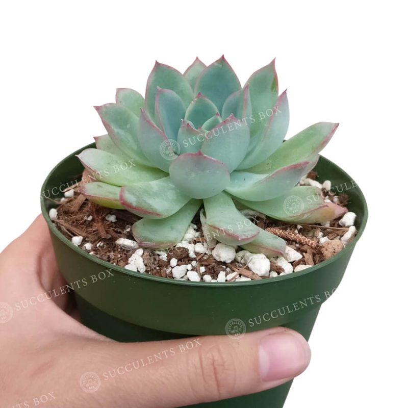 Echeveria Apus 2