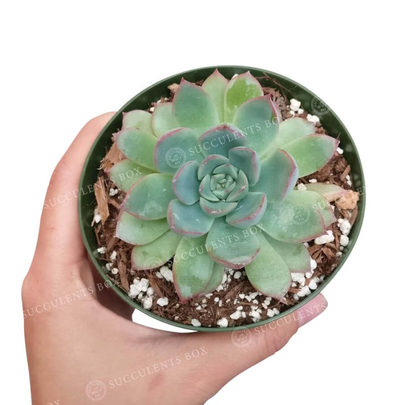 Echeveria Apus 3