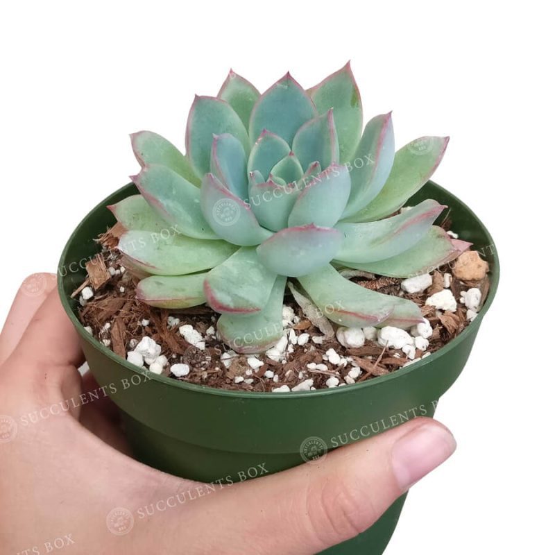 Echeveria Apus 4