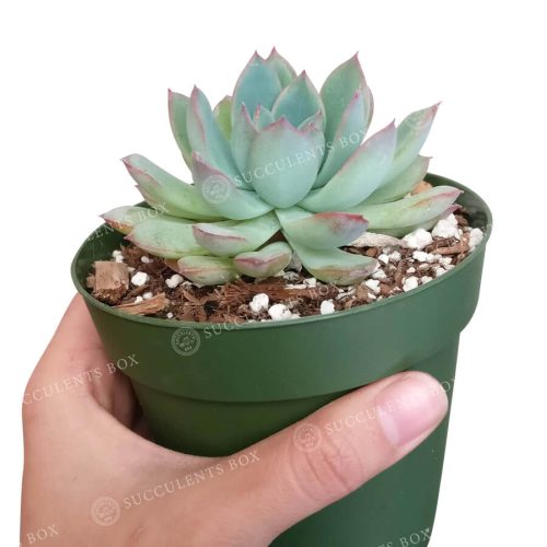 Echeveria Apus 5