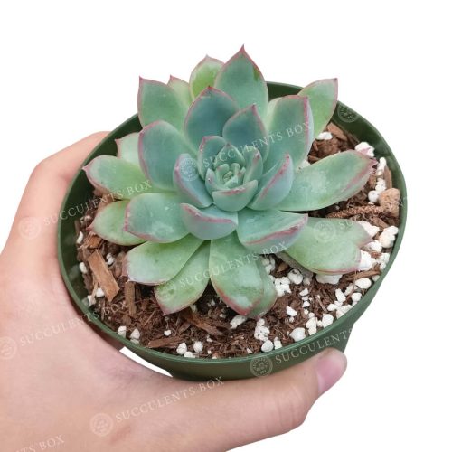 Echeveria Apus 7