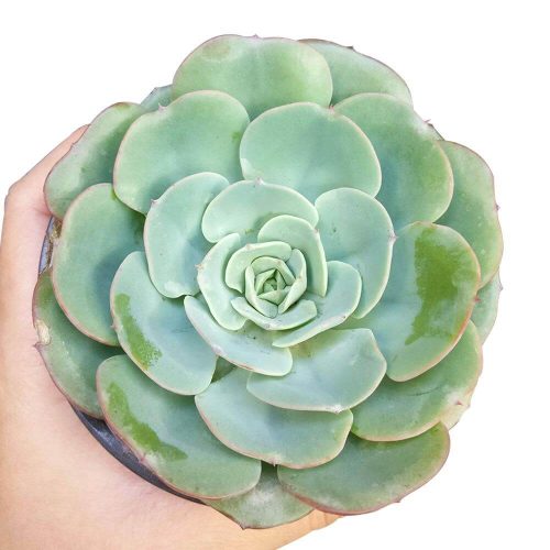 Echeveria Atlantis 1 2000x 8274bc48 2f32 44d3 9166 3f9cc5c09606