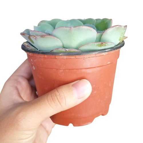 Echeveria Atlantis 9 2000x b2dfd1da de1e 4a62 8303 dc3e33e4aaa3