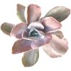 Echeveria Decora Variegated for sale, How to grow Echeveria Decora Variegated, Variegata Echeveria Decora broad flatish leaves, Rare Variegated Echeveria Decora, Tricolor Echeveria Decora Plant Care, Succulents, Succulents Gift Box, Succulent Home Decoration, Shop Succulents Online Store, Succulents Shop in California, echeveria, echeveria succulent, echeveria types, succulent echeveria, buy succulents online, succulent shop, succulent store, echeveria plant, indoor succulents