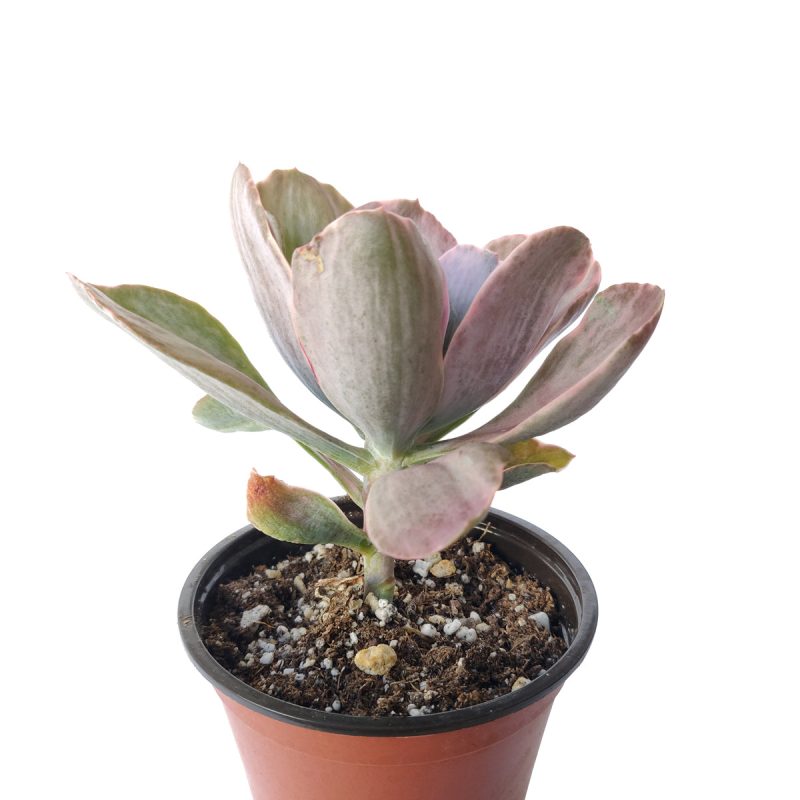 Echeveria Decora Variegated 4 inch only 2